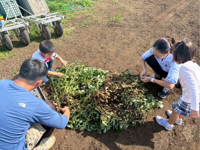 ABCFARMの落花生は、栽培時の土寄せを工夫していて1株にこんなにさやが付いてます!お楽しみに☆