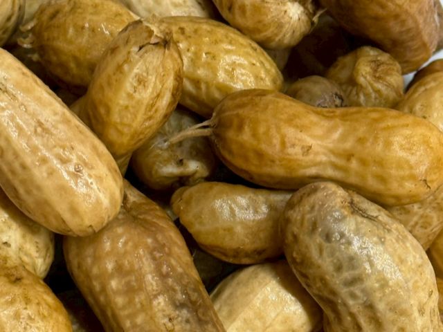 生落花生(茹で落花生)はとりたての状態でないと食べられない格別なもの♪やみつきになります!