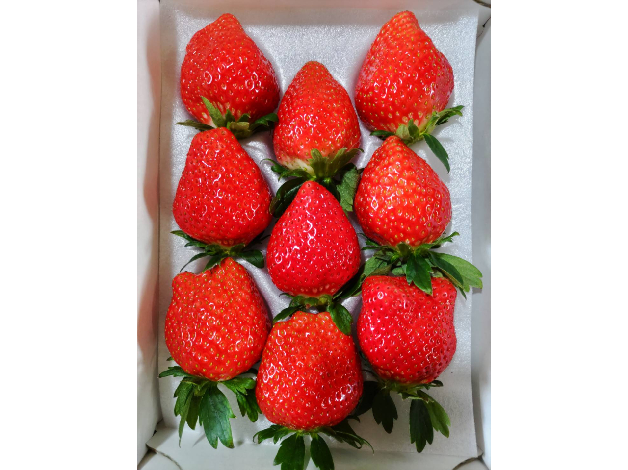 【成田・いちご狩り】30分食べ放題♪自慢の2品種食べ比べ!!《成田空港から車で約...