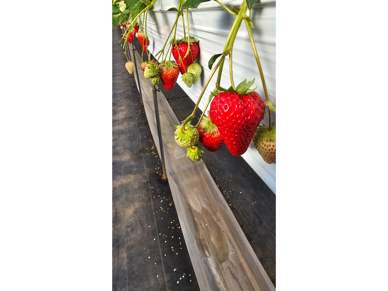 ݍ͔|Ȃ̂ŋ܂ɓEݎ邱Ƃł܂