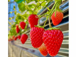 高設栽培なので屈まずに摘み取ることができます