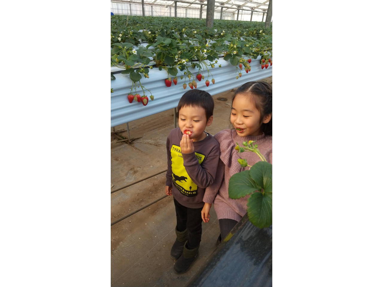 ★土日限定【成田・いちご狩り】30分食べ放題♪自慢の2品種食べ比べ!!《成田空港...
