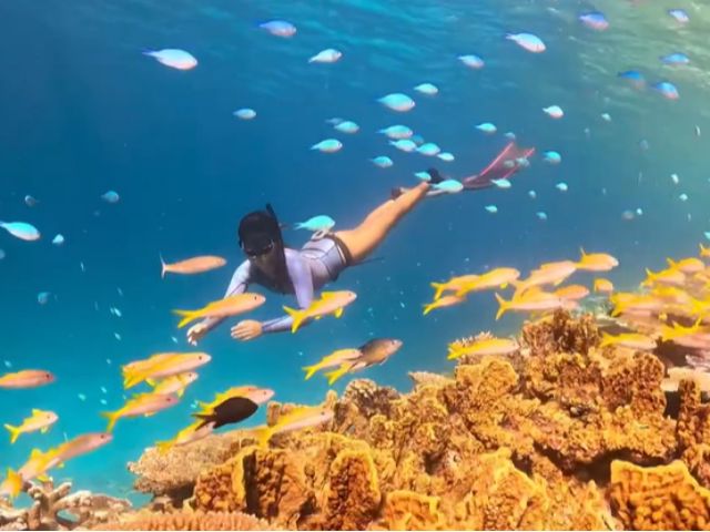 お魚に囲まれて泳ぐことができます