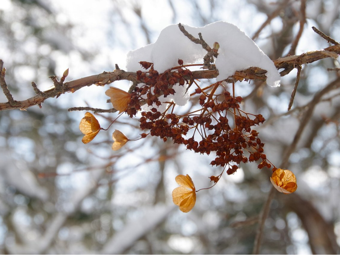 ÂȐX̒͐Ⴊ܂ԂPĂ܂