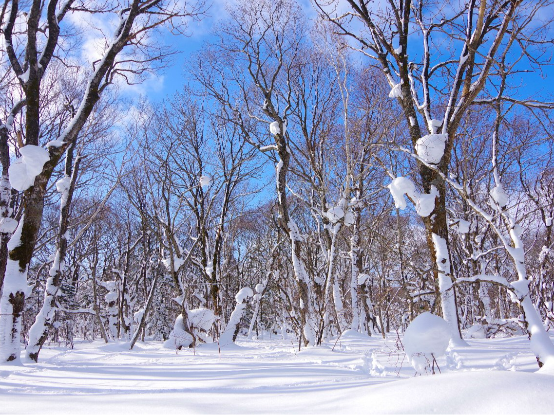 Xm[V[o҂łR𖞑ł閣͓IȃR[Xł