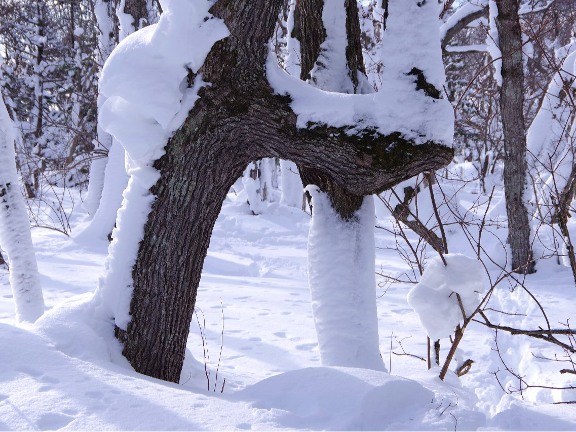 ~ɂsȂp[X|bg̖؂̃gluт̖؁v܂