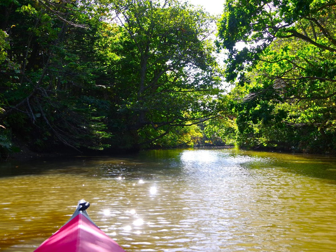 ̊ɂ₩ȗEm쉺łȂ܂