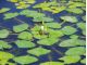 季節によって咲く可愛いヒシのお花♪
