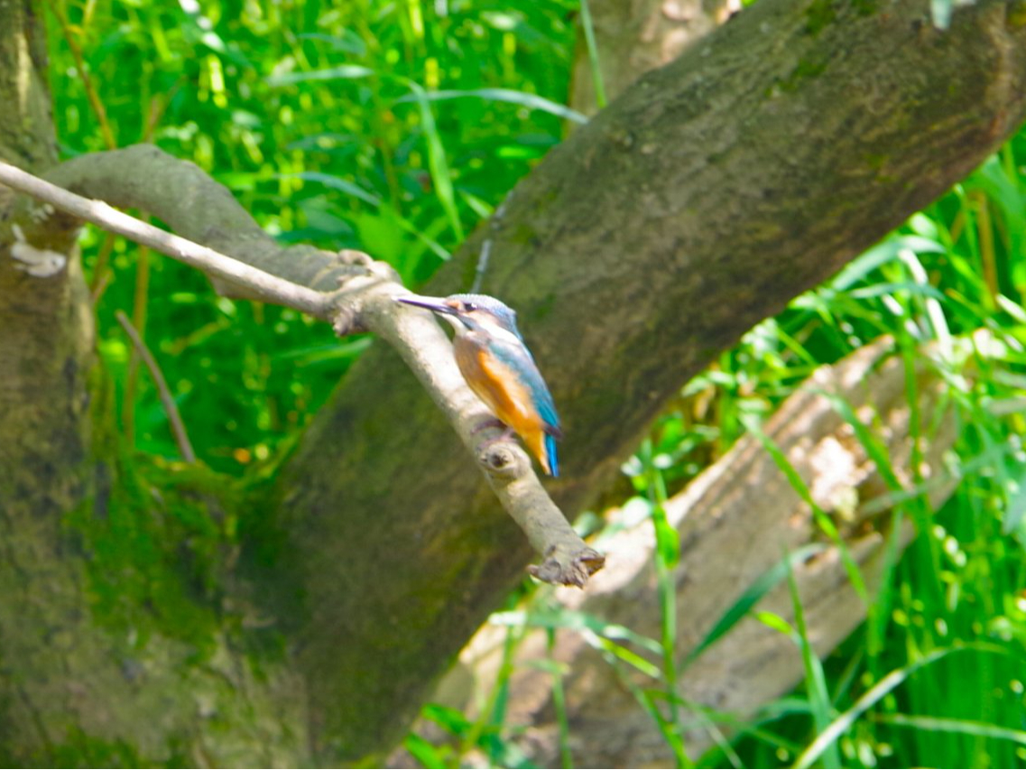 o烉bL[Iӂ̕΁EJZ~