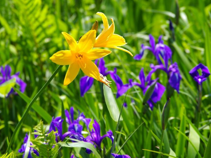 【幼児以上参加OK】日本最大の高層湿原を体感!サロベツ湿原♪花ガイドウォーク★~...