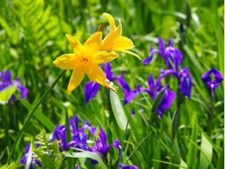 お花好き、自然好きの方は必見の花ガイドウォーク!