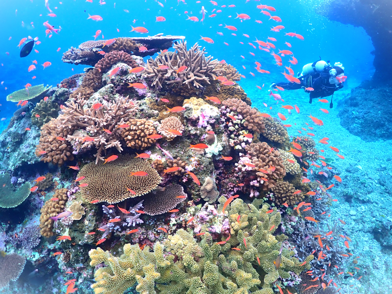 海中世界はダイバーしか体験できません。誰もが経験するものではない水中世界は、忘れがたい思い出となること間違いなしです。