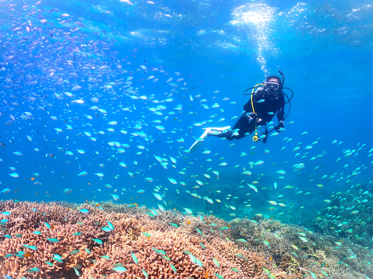 癒しは水中の中にあるのかもしれない。そう思える景色が広がっています。