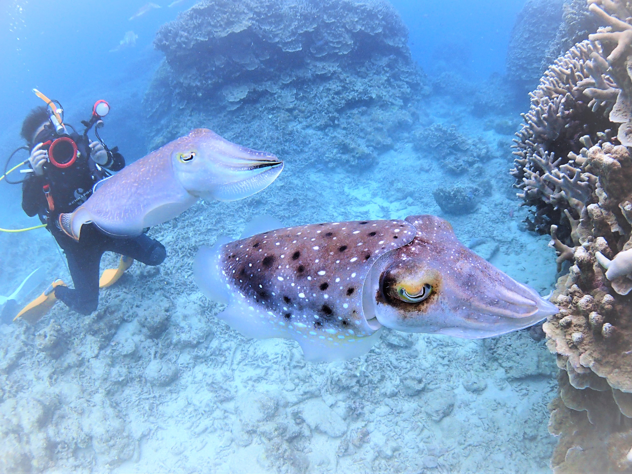 冬から春にかけて産卵に訪れるコブシメ(コウイカ)は、優雅に目の前で産卵を行います。脅かさないように気を付けてあげてくださいね。