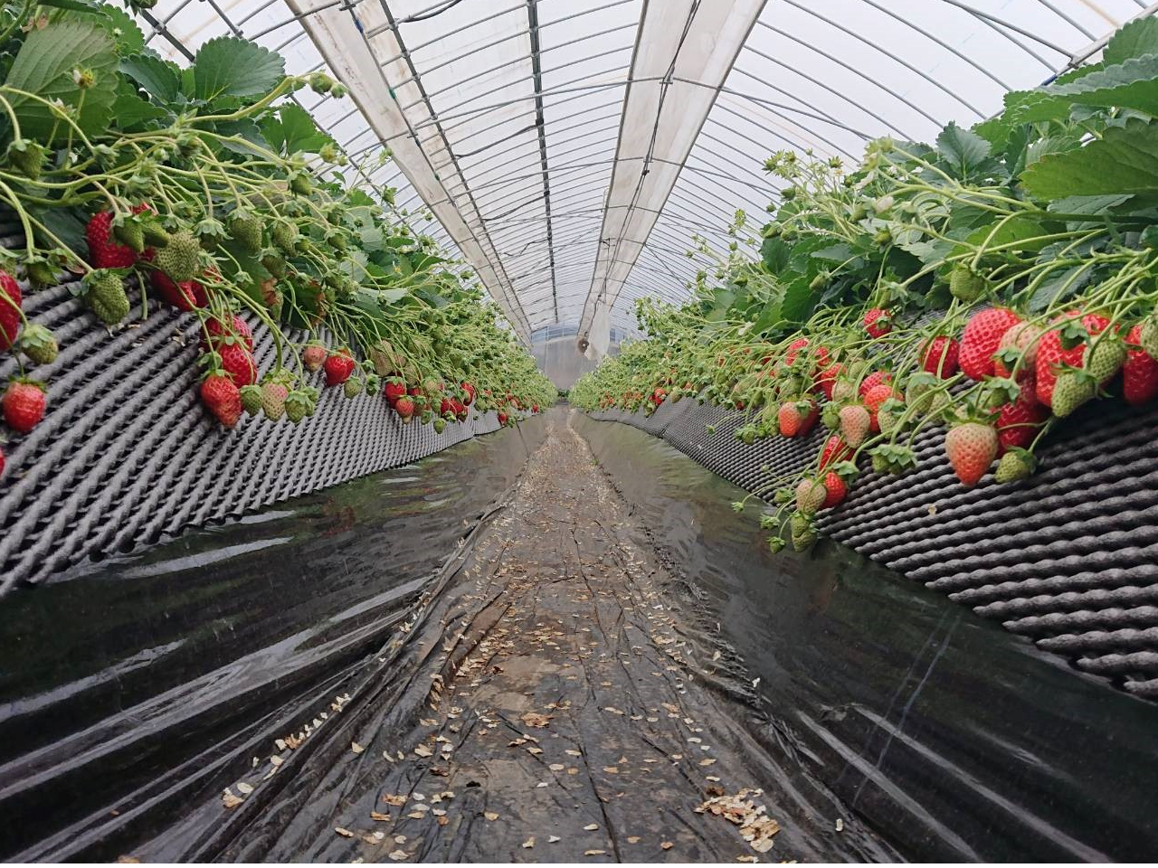 <2月1日~4月5日>【いちご狩り30分食べ放題!】最寄り駅から徒歩6分!アクセ...