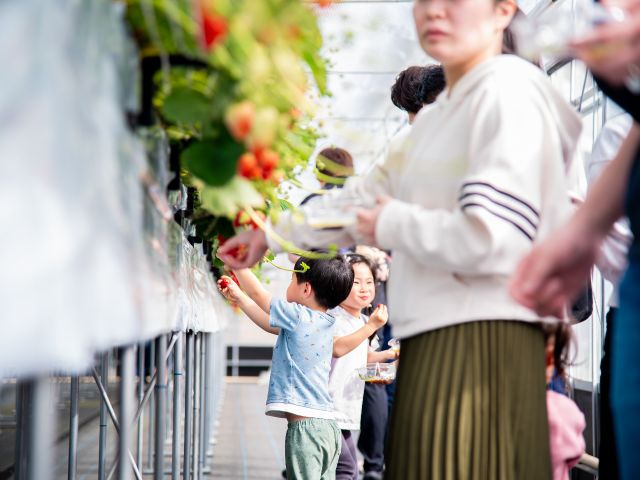 無理な姿勢で苺をとる必要がなく、楽に苺を収穫することが出来ます。