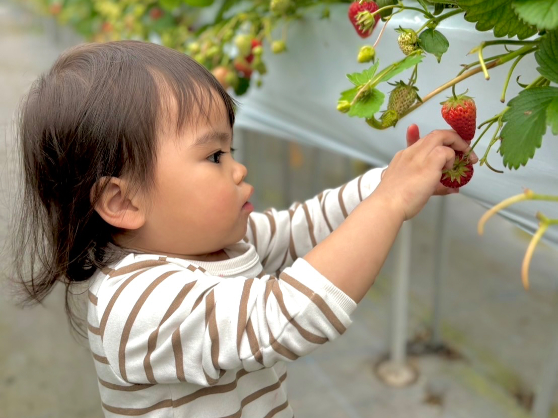 【徳島 いちご狩り】☆ここでしか食べられない!☆<最高糖度15度の激甘KISAI...