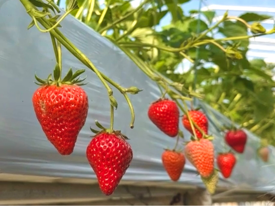 �͔|���Ԓ��_��s�g�p�̂������ł���