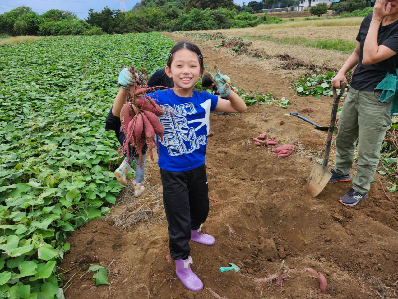 【サツマイモ収穫体験&プチ農業体験】自分で収穫した野菜は最高! サツマイモ1kg...