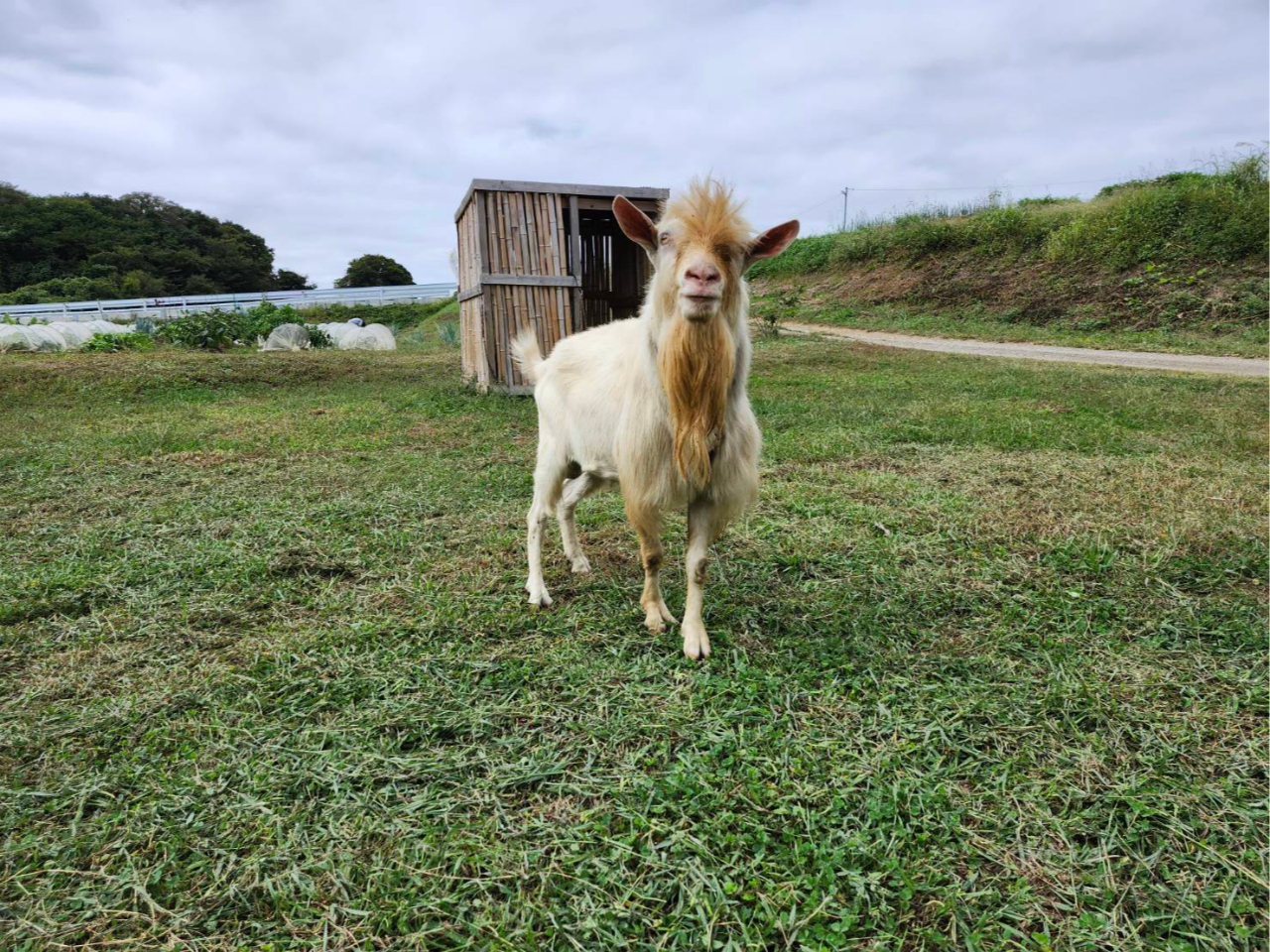 M݂̂ьN͍CɑWĂĂ܂B