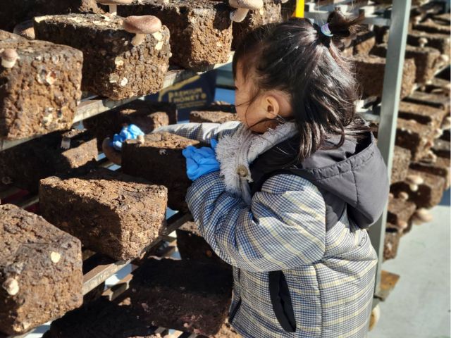 お子さまでも簡単に収穫できます!