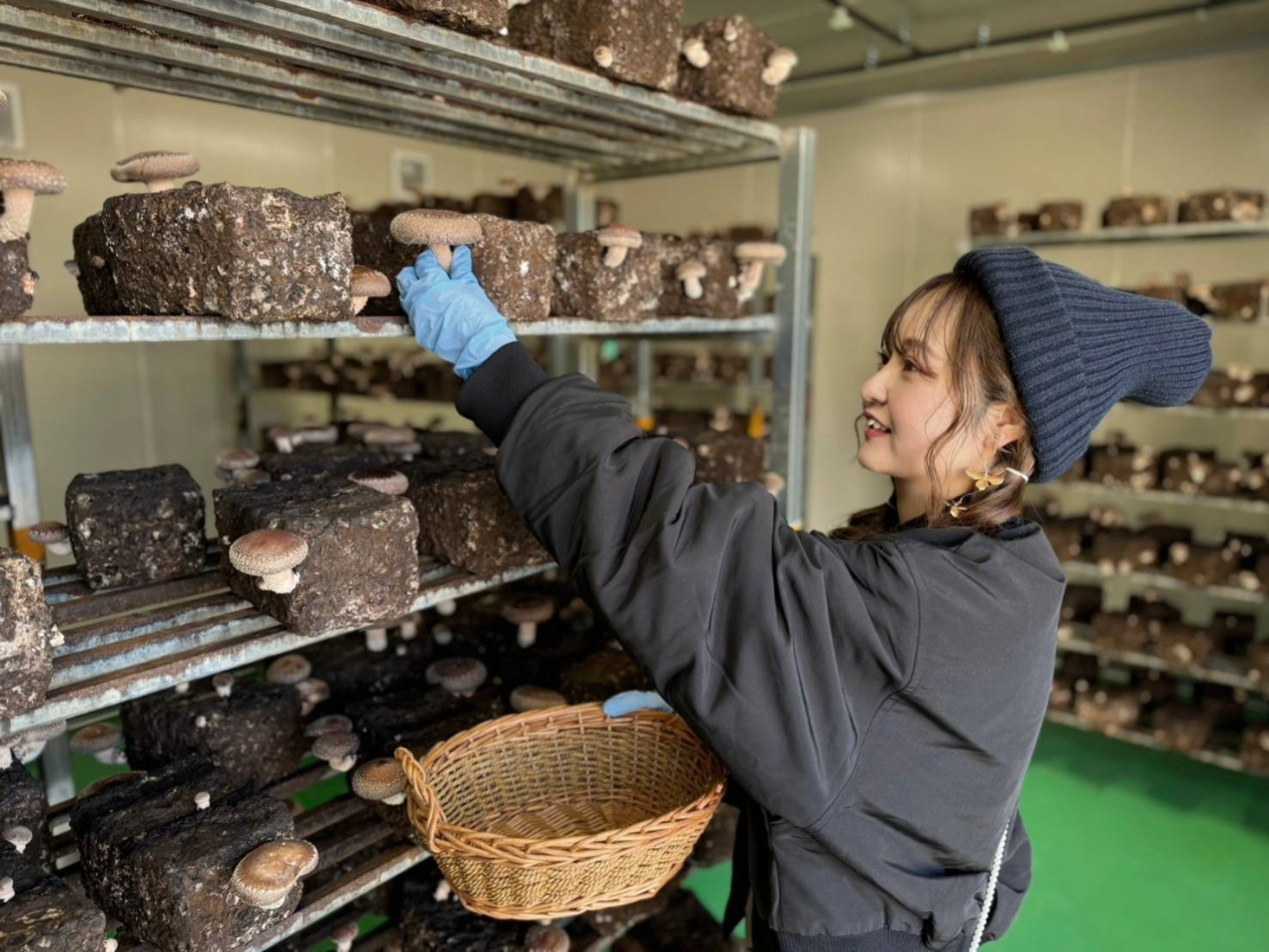 しいたけ収穫体験♪肉厚で美味しいしいたけをご賞味ください!