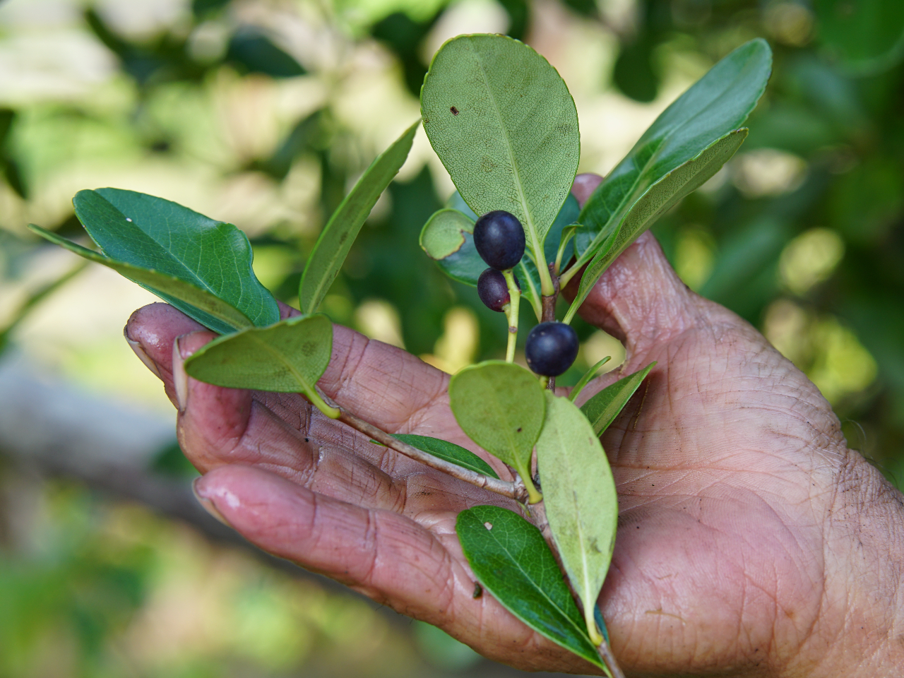 �ԗ֔~�i�V�������o�C�j�B�哇�ۂ̃e�[�`�ؐ��߂Ɏg��������̌����B