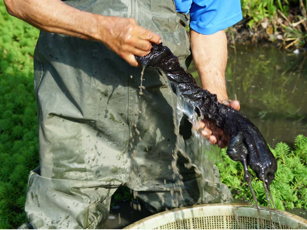 �D�c�Ŏ�����߂�哇�ۂ̓D���߁B