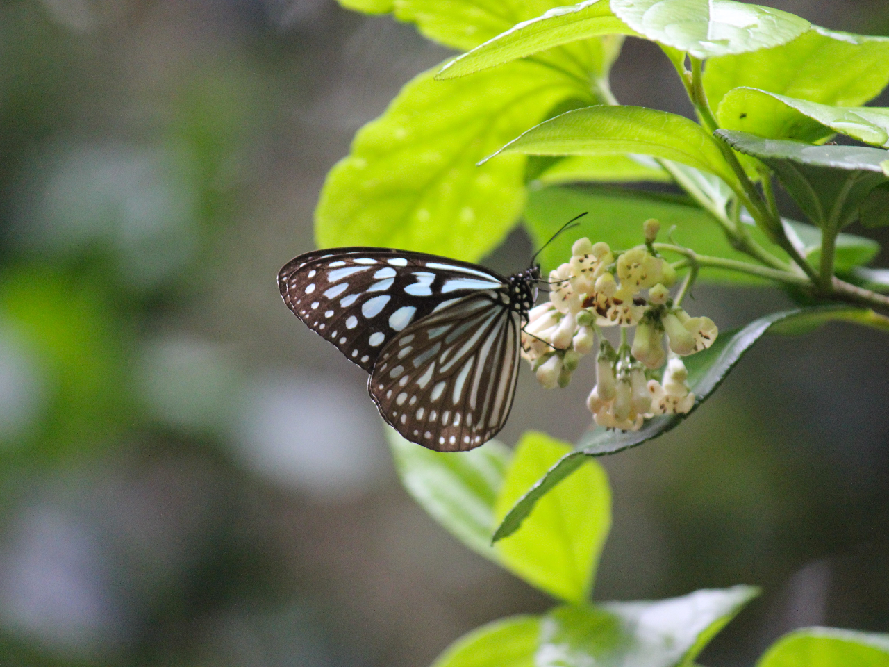 �����ɐ������钱�A�T�M�}�_��