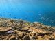 奄美の海に広がるサンゴ礁と魚の群れ
