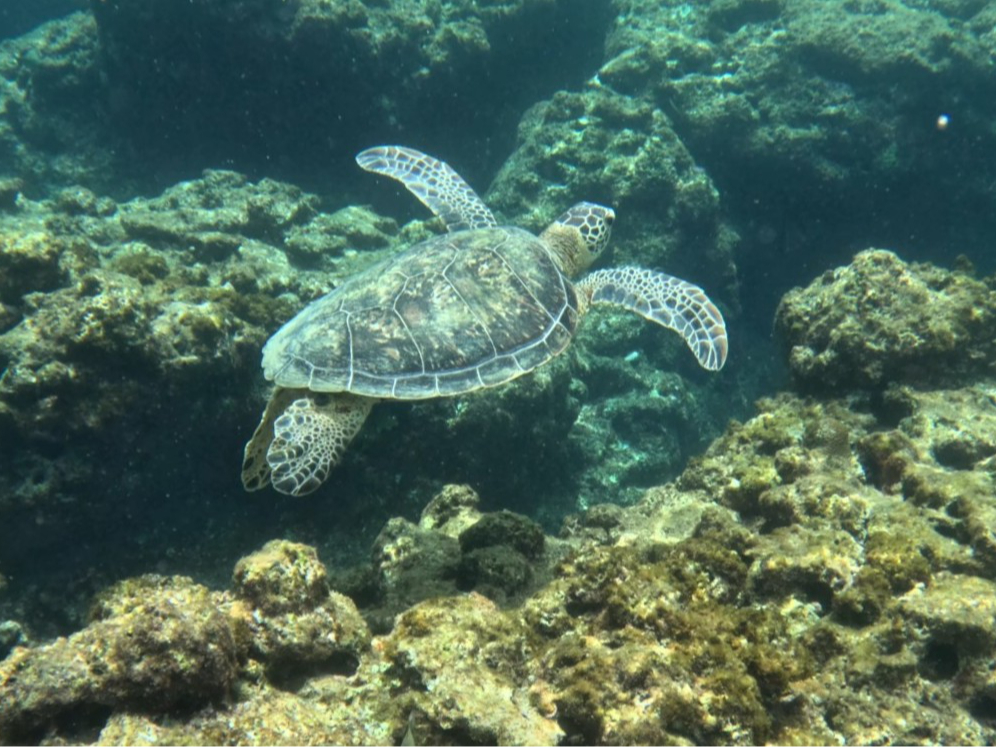 Amami Tours�̎ʐ^4