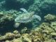 野生のウミガメに出会える奄美の海