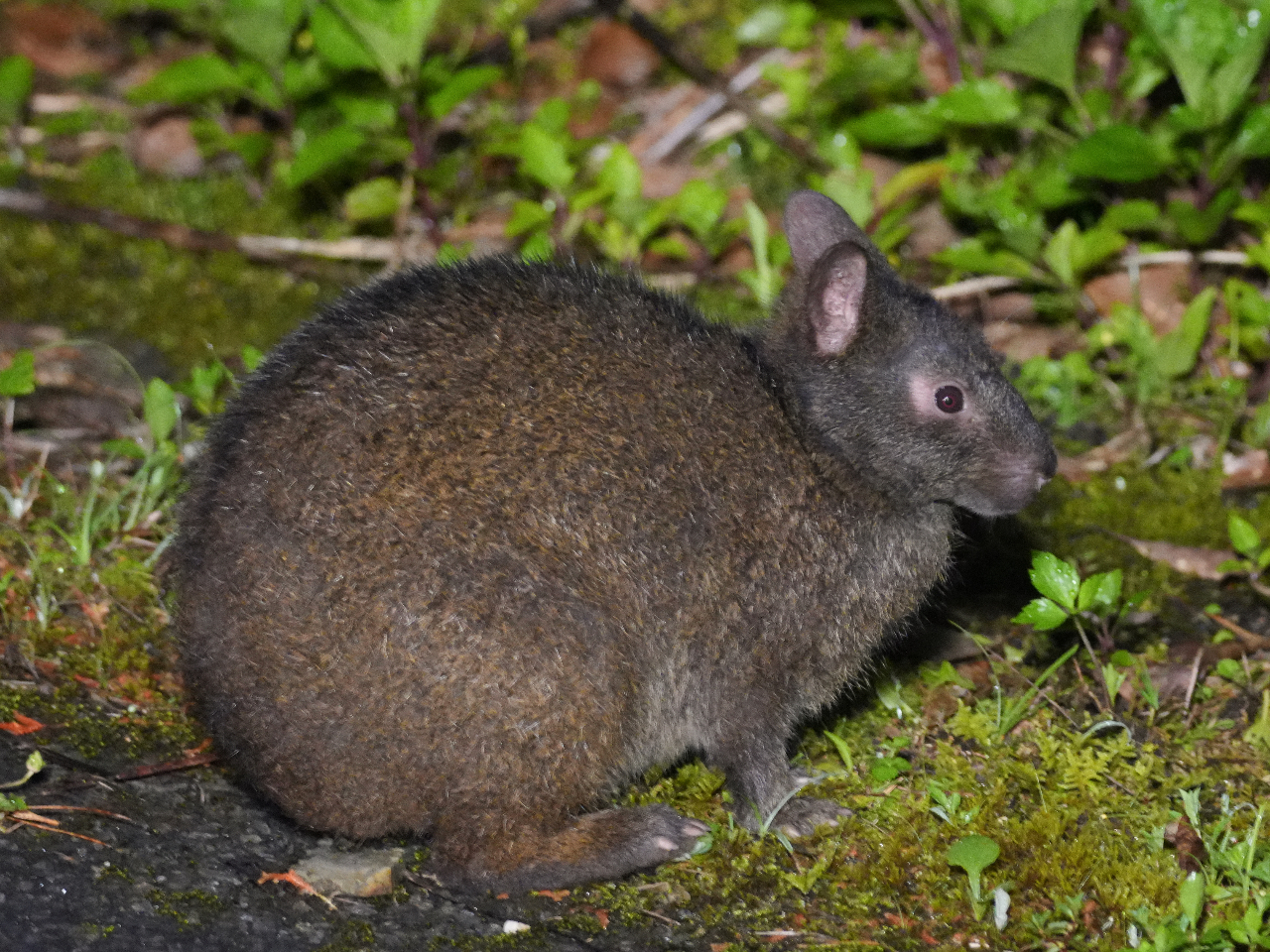 アマミノクロウサギ（奄美大島の固有種）を夜の森で観察