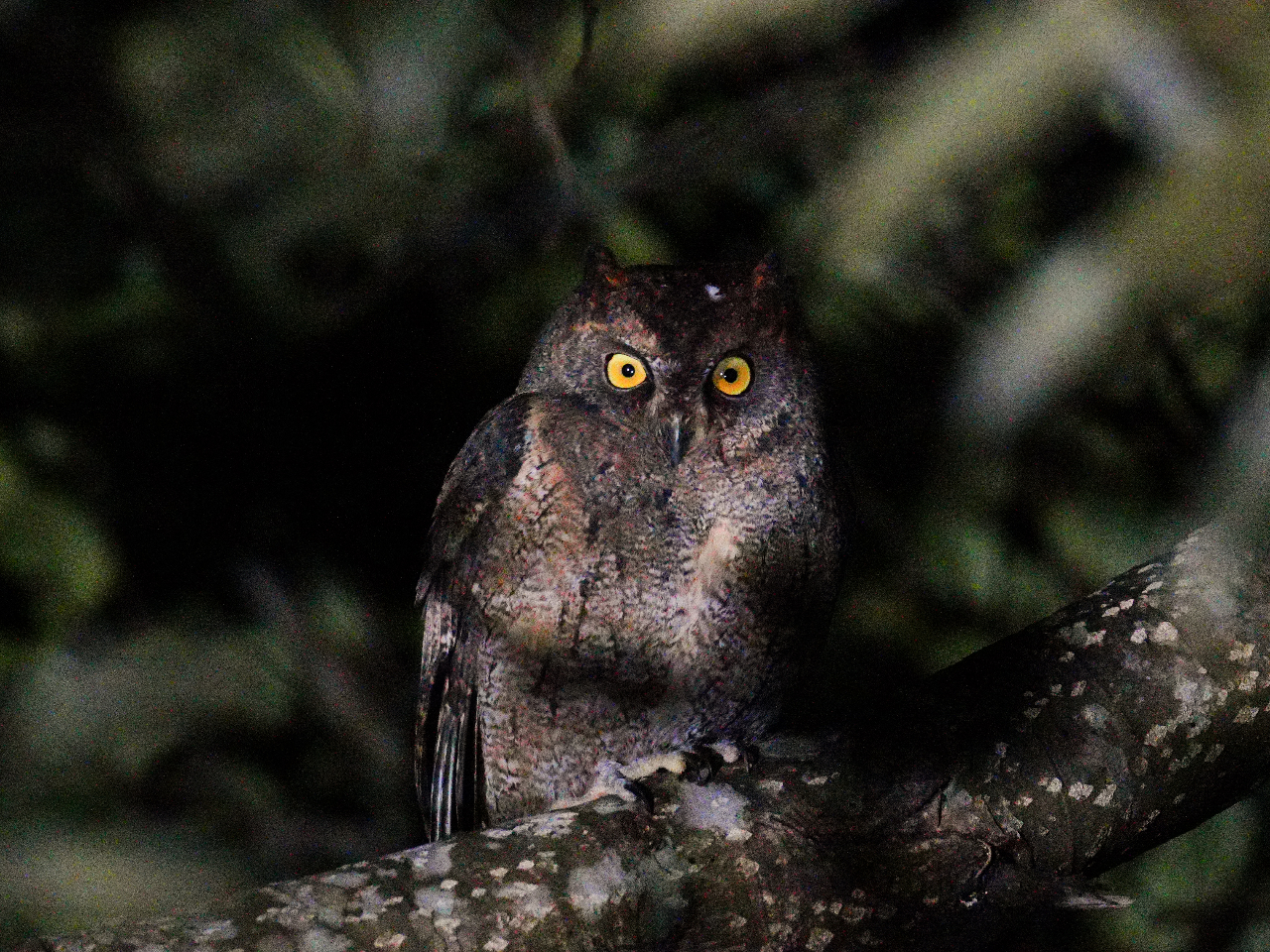 Amami Tours�̎ʐ^4