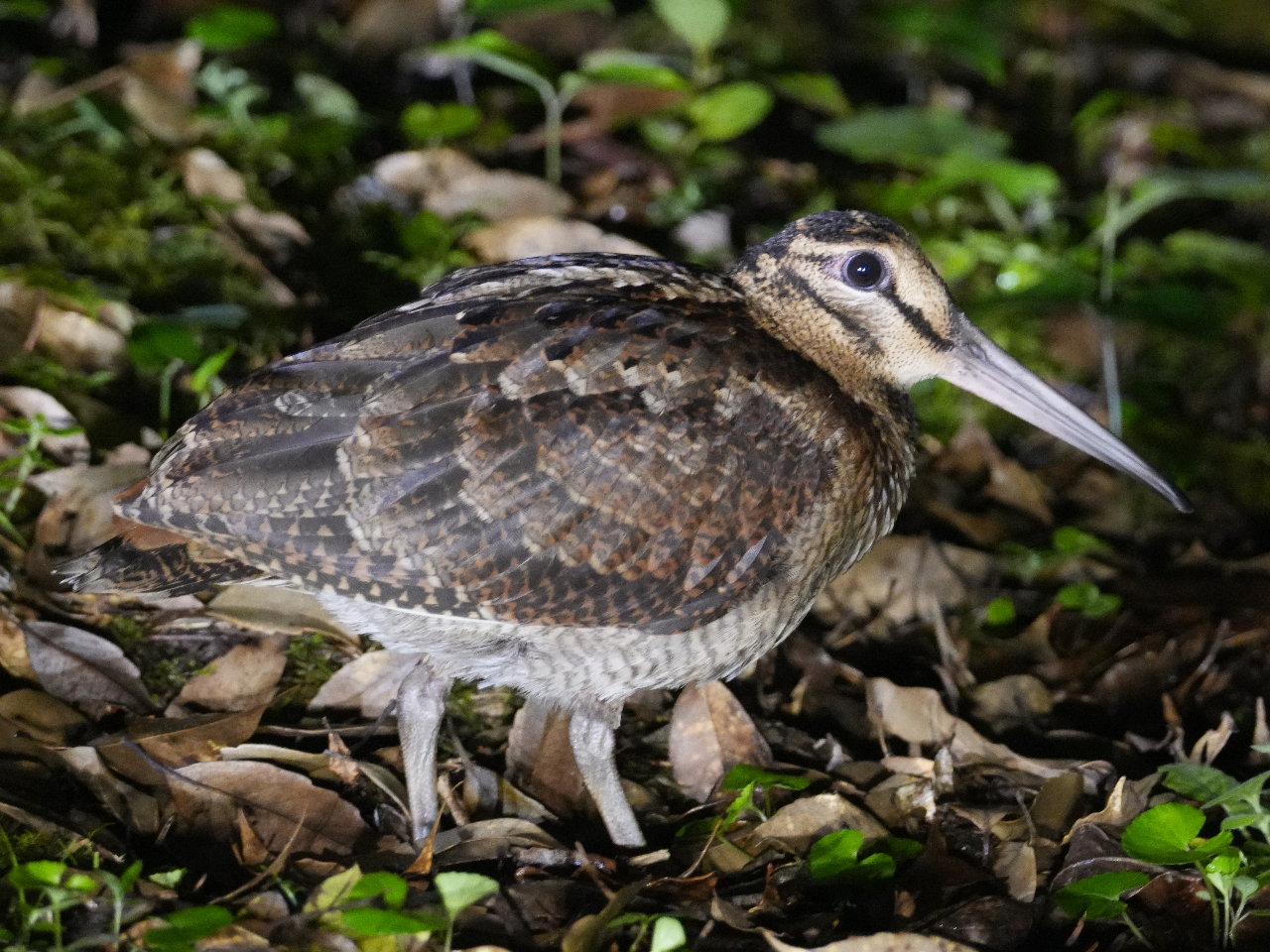 Amami Tours�̎ʐ^2