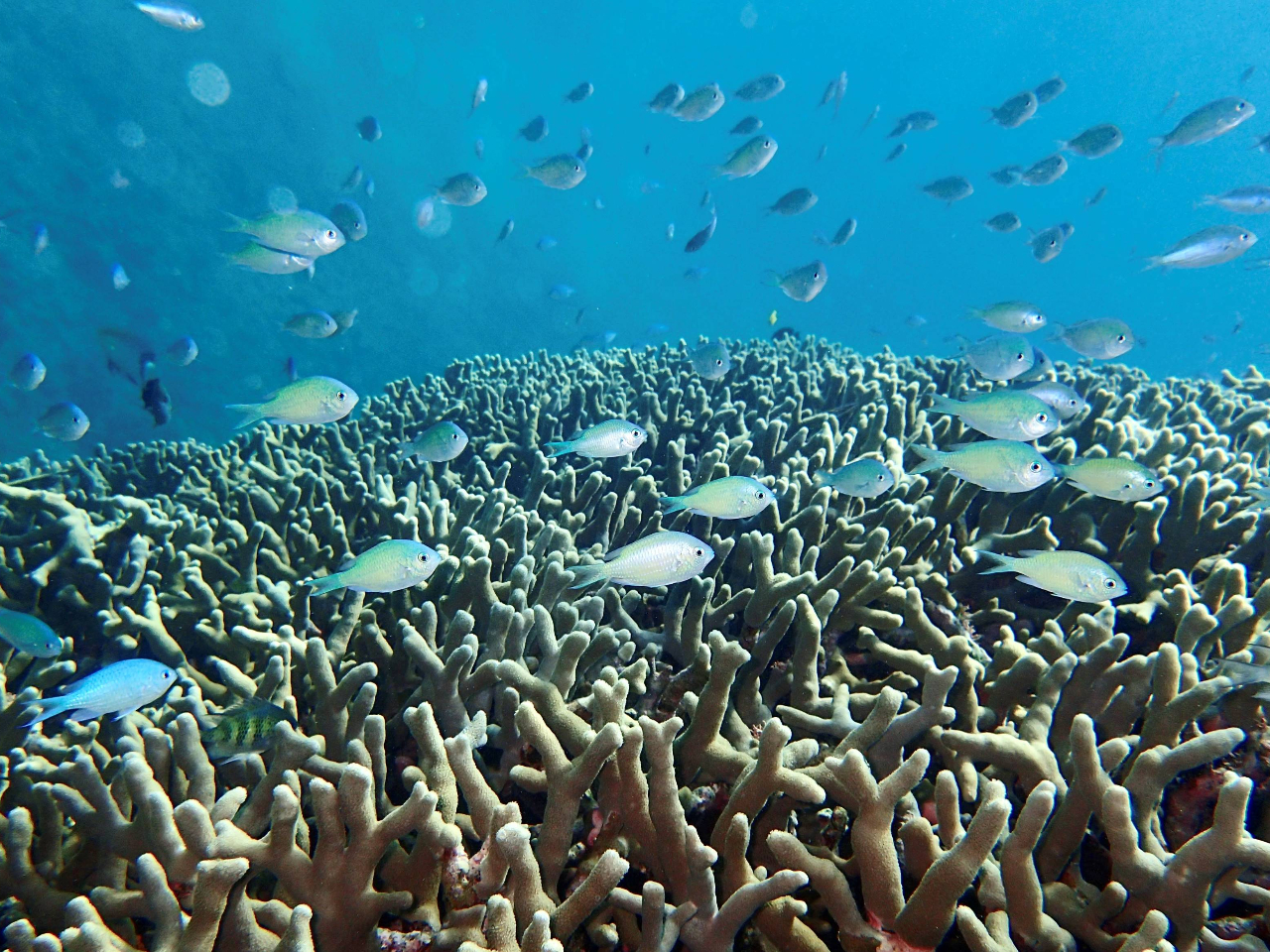 枝サンゴに集まる鮮やかな水色のデバスズメダイの群れ