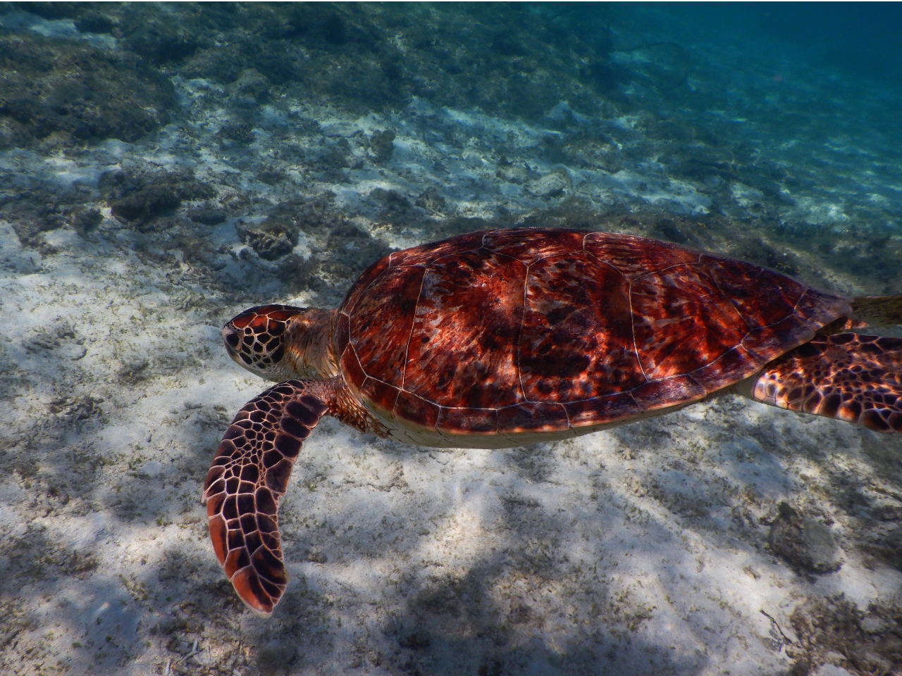 奄美の海はウミガメの姿も普段の景色!