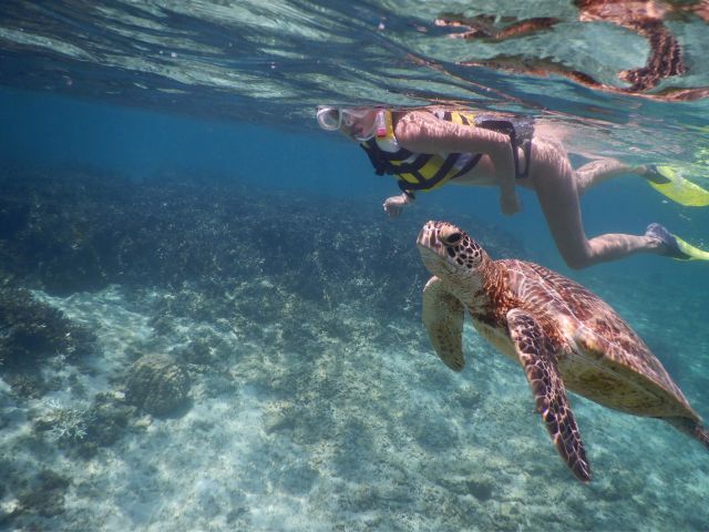 ウミガメと一緒に泳ぐ事も!!