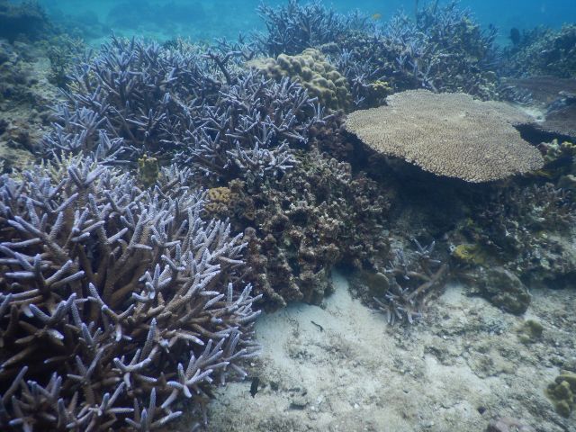 珊瑚礁の海