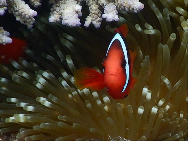 みんな大好き!クマノミ!