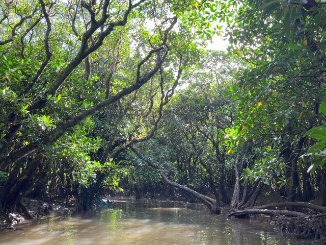 汽水河口域に広がる国内2番目の広大なマングローブ原生林