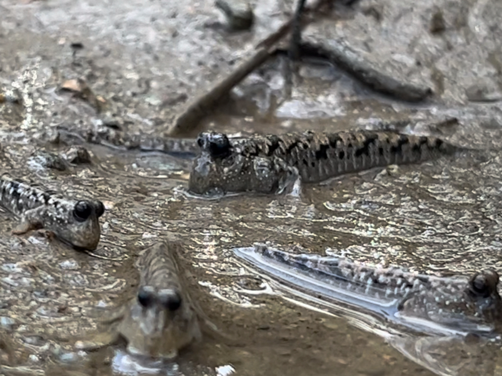 時期にもよりますがマングローブ原生林に宿る多様な生き物たちの姿も【ミナミトビハゼ】