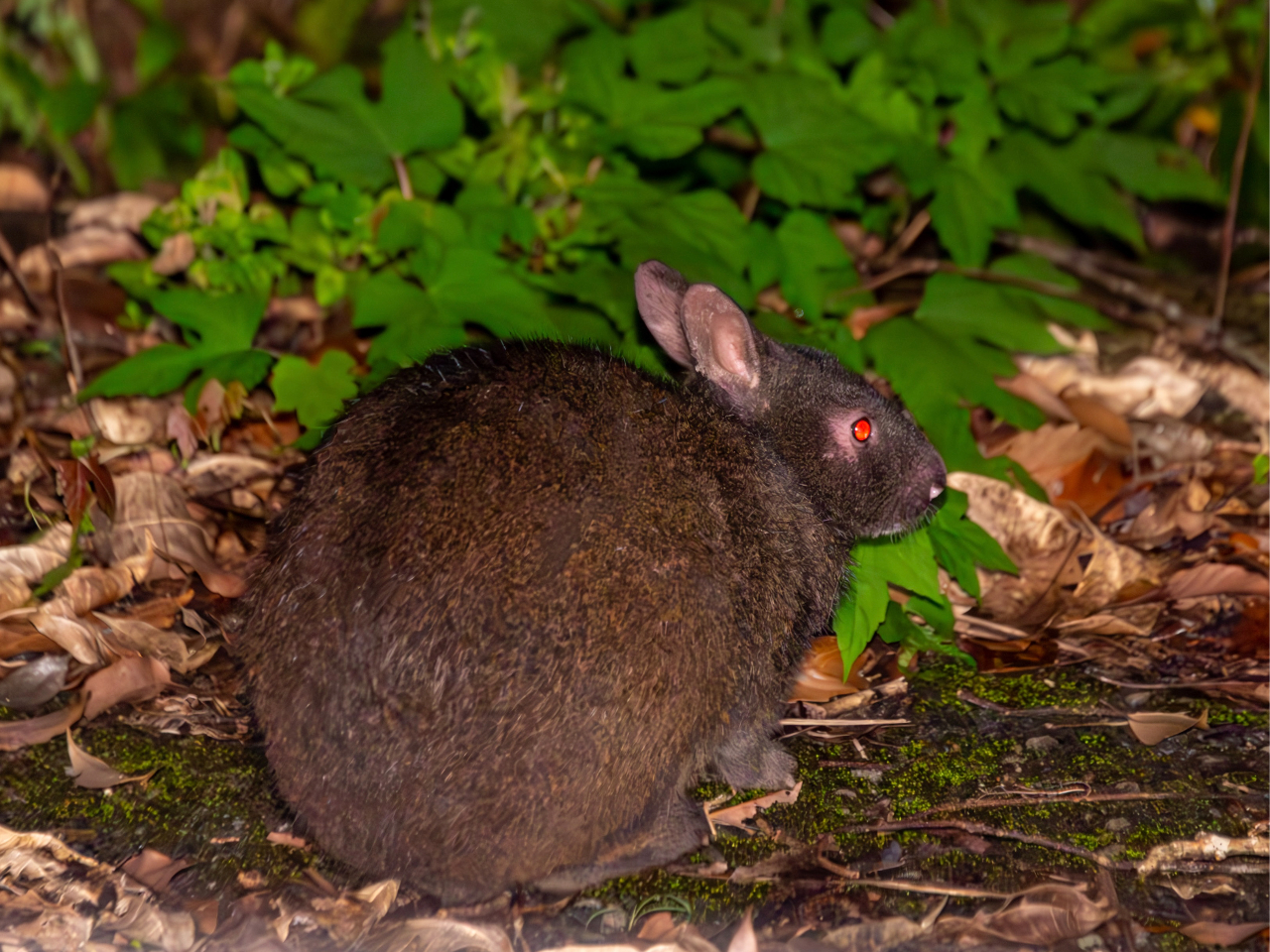 ・奄美大島エコツーリズム認定ガイドがご案内『世界自然遺産』ポイントを中心にに巡るツアー
・午後スタートの来島初日から満喫できるプラン
・空港・ホテル~無料送迎あり(送迎範囲:名瀬市街地~笠利エリア)