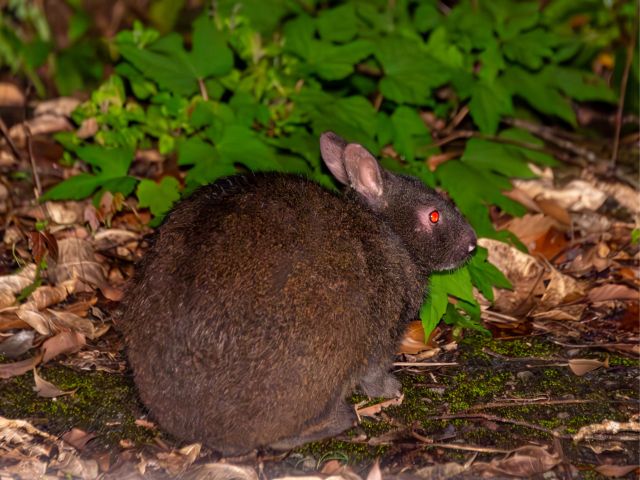 ナイトツアー:アマミノクロウサギ