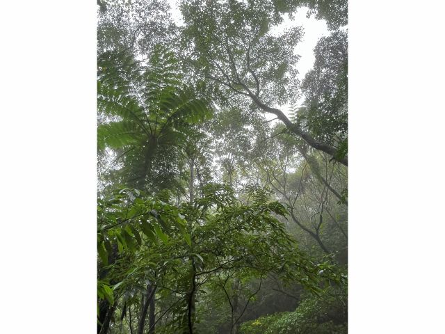 金作原原生林:亜熱帯植物の豊かな森!