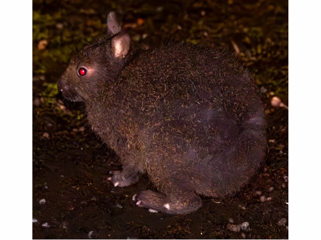 ナイトツアー:アマミノクロウサギ