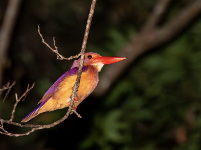 ナイトツアー:夏鳥 リュウキュウアカショウビン