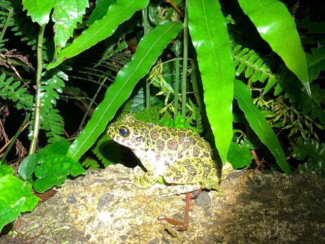ナイトツアー:固有種 アマミイシカワガエル