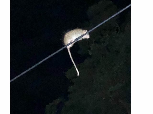 ナイトツアー:頭上にも注意!ケナガネズミ