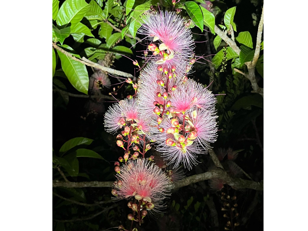 iCgcA[FċG@cA[Aɍ炭TKoiɊ蓹I